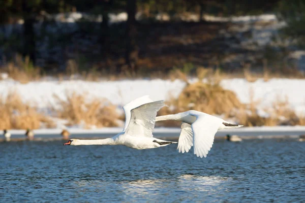 Obraz z serii natura — Zdjęcie stockowe