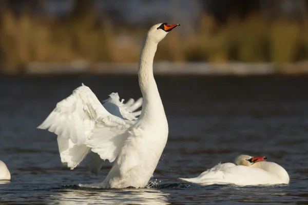 Immagine dalla serie natura — Foto Stock