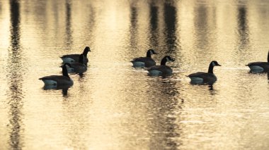 görüntü doğa serisi