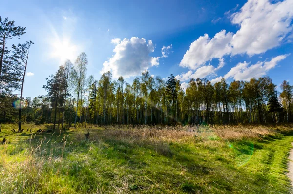 Bild aus der Natur-Serie — Stockfoto