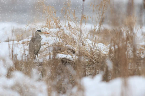 Obrázek ze série nature — Stock fotografie