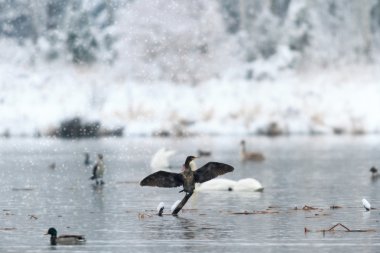 görüntü doğa serisi