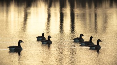 görüntü doğa serisi
