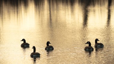 görüntü doğa serisi