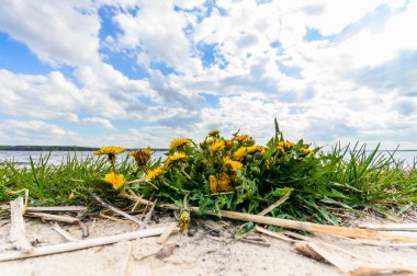 görüntü doğa serisi