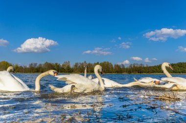 görüntü doğa serisi
