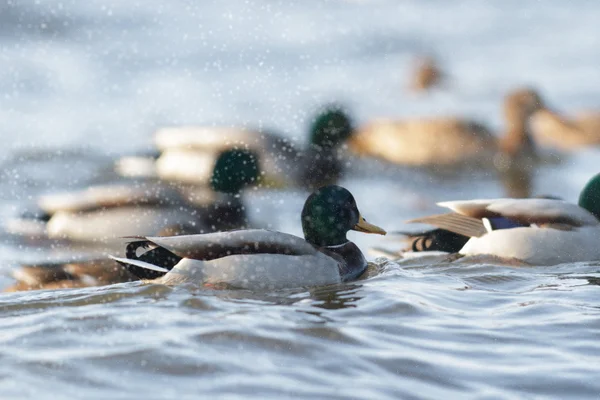 Obraz z serii natura — Zdjęcie stockowe