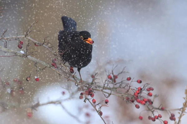 görüntü doğa serisi