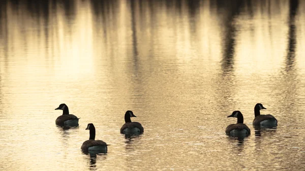 görüntü doğa serisi