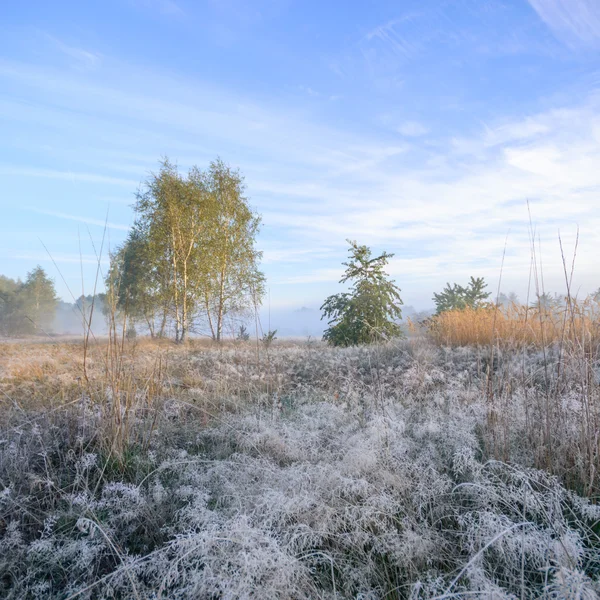 Image from nature series — Stock Photo, Image