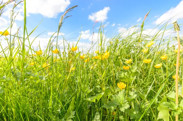 Obrázek ze série nature — Stock fotografie