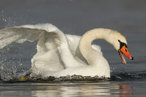 görüntü doğa serisi