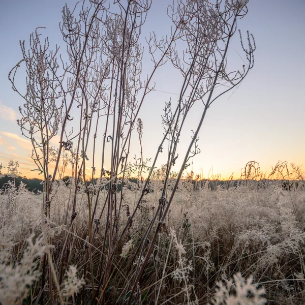 Obraz z serii natura — Zdjęcie stockowe