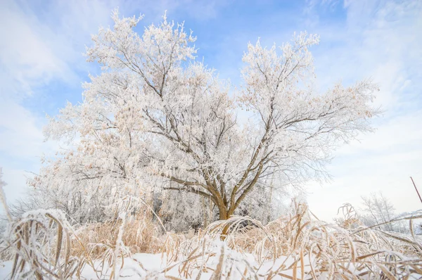 Obrázek ze série nature — Stock fotografie