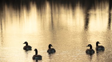 görüntü doğa serisi