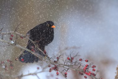 görüntü doğa serisi
