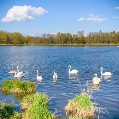 görüntü doğa serisi