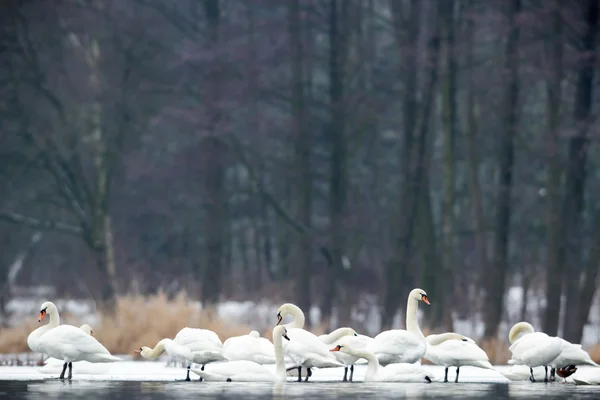 Beeld uit natuur-serie — Stockfoto