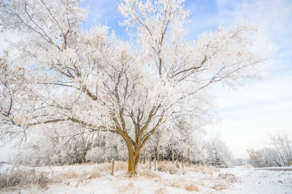 Obrázek ze série nature — Stock fotografie