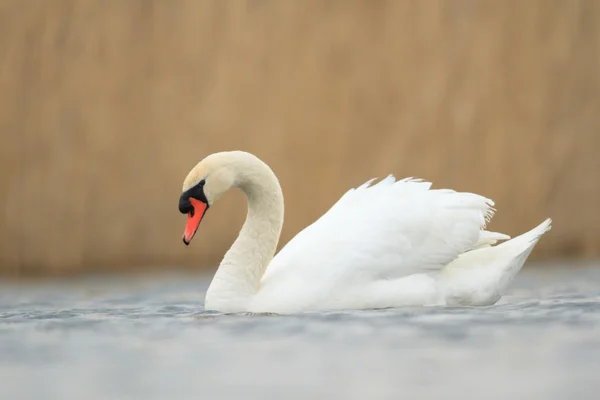 Bild från naturen-serien — Stockfoto