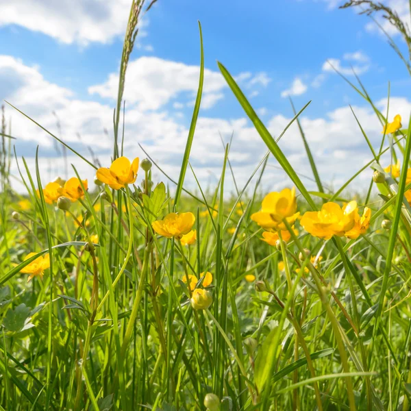 Immagine dalla serie natura — Foto Stock