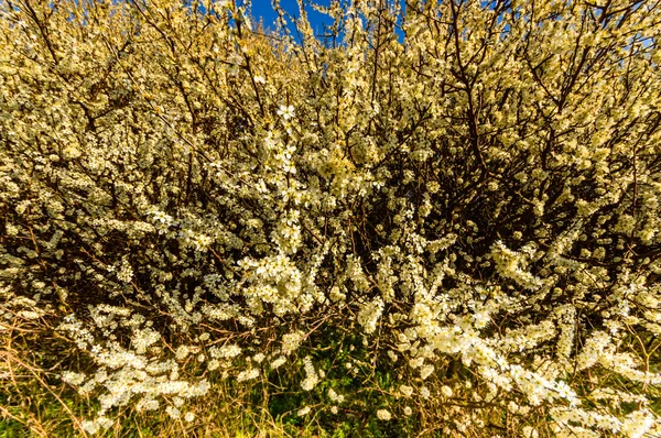 Obraz z serii natura — Zdjęcie stockowe