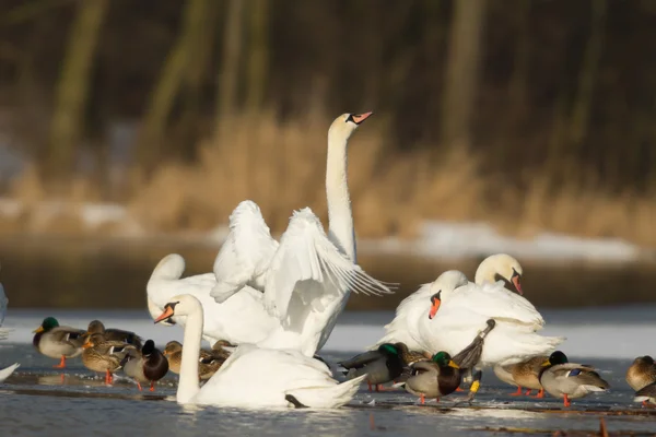 Beeld uit natuur-serie — Stockfoto