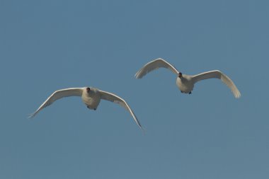 görüntü doğa serisi