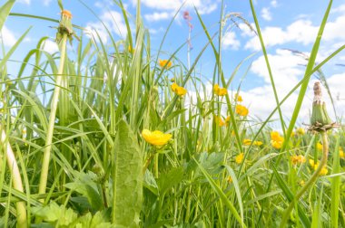 görüntü doğa serisi