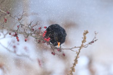 görüntü doğa serisi