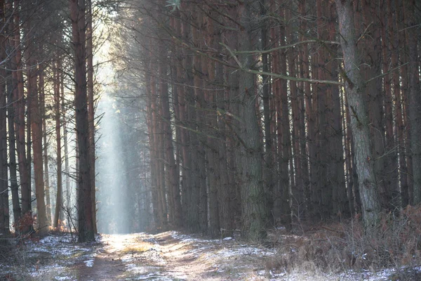 Immagine dalla serie natura — Foto Stock