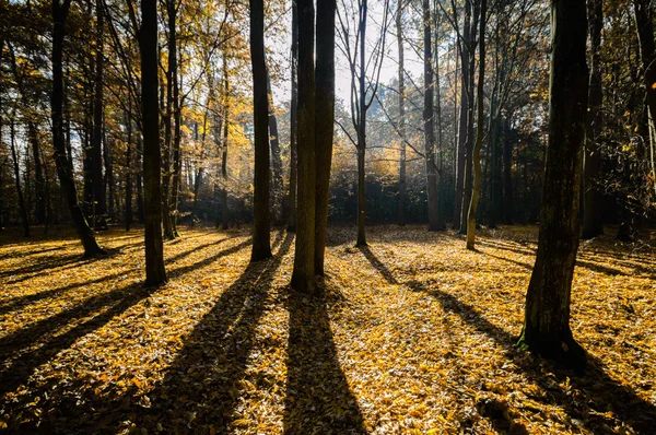 Bild aus der Natur-Serie — Stockfoto