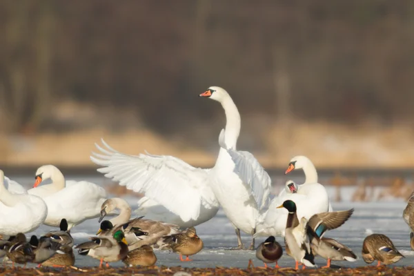 Obraz z serii natura — Zdjęcie stockowe