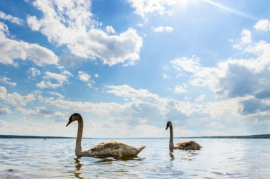 görüntü doğa serisi