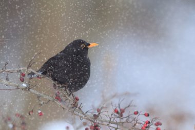 görüntü doğa serisi
