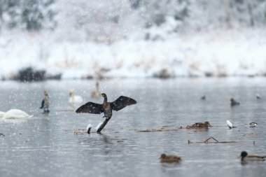 görüntü doğa serisi
