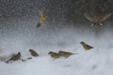 görüntü doğa serisi