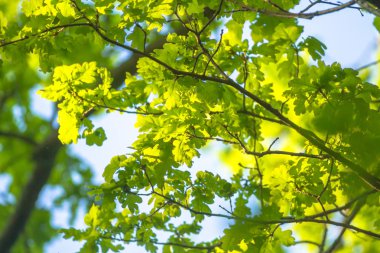 görüntü doğa serisi