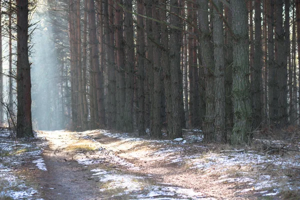 Obrázek ze série nature — Stock fotografie