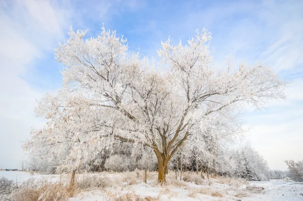 Immagine dalla serie natura — Foto Stock