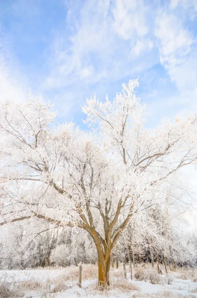 Beeld uit natuur-serie — Stockfoto