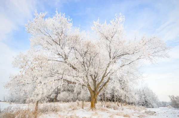 Immagine dalla serie natura — Foto Stock