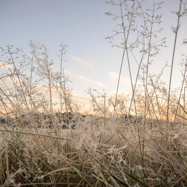 Bild från naturen-serien — Stockfoto