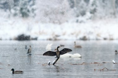 görüntü doğa serisi