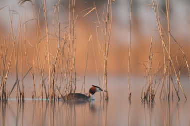 görüntü doğa serisi