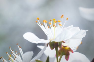 görüntü doğa serisi