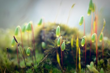  görüntü doğa serisi