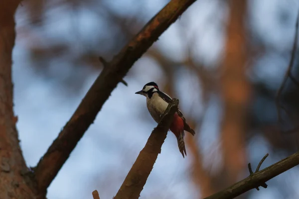 Imagem da série natureza — Fotografia de Stock