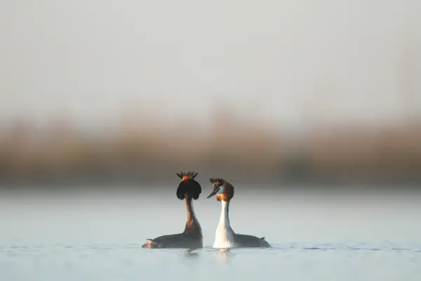 Bild från naturen-serien — Stockfoto