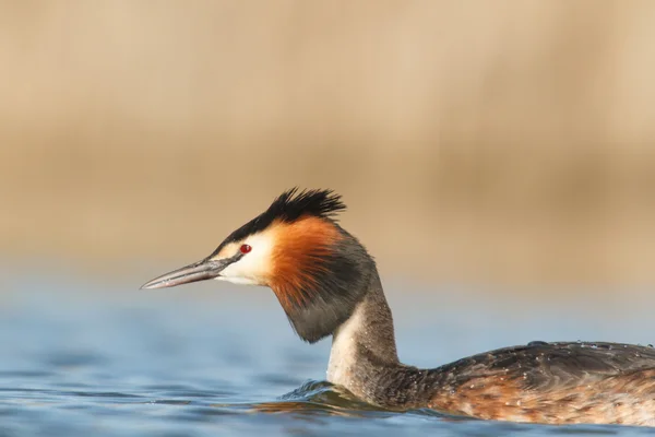 Beeld uit natuur-serie — Stockfoto